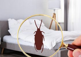 cach diet gian trong phong ngu 1 273c4848