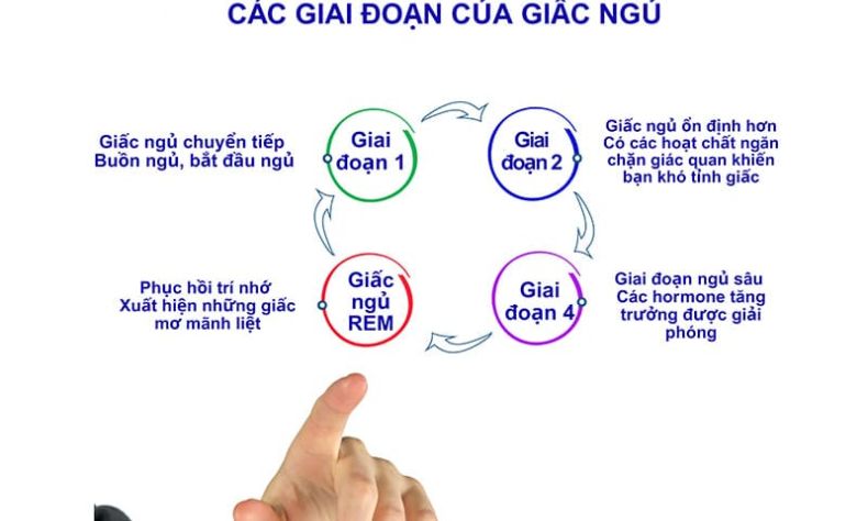 chu ky giac ngu 1 42a55f8a