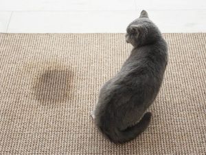 cach khu mui khai nuoc tieu meo 10 69ffb504