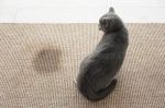 cach khu mui khai nuoc tieu meo 10 b5c7631f