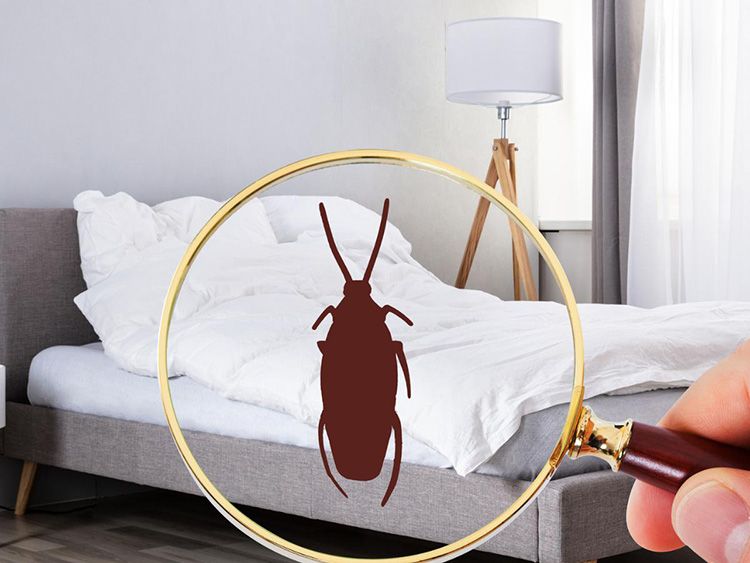 Cách diệt gián trong phòng ngủ