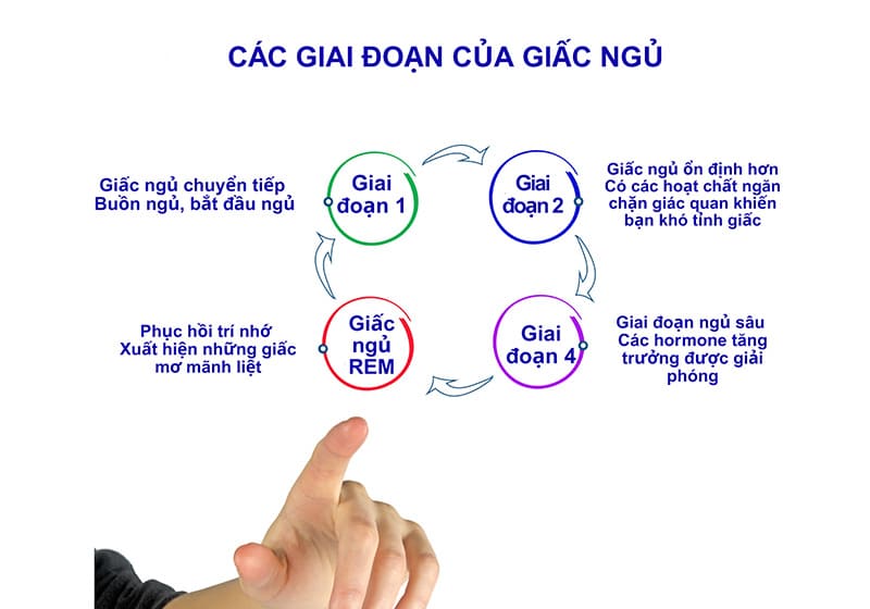Chu kỳ giấc ngủ là gì? Chu kỳ của giấc ngủ diễn ra như thế nào? 8 chu kỳ giấc ngủ