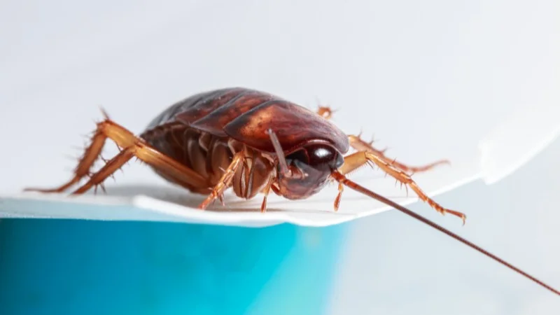 Cách diệt gián trong phòng ngủ