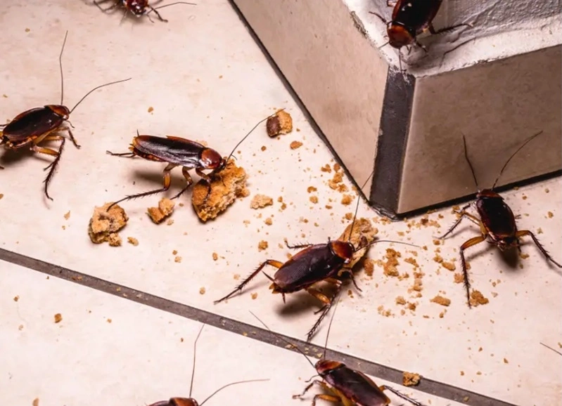 Cách diệt gián trong phòng ngủ