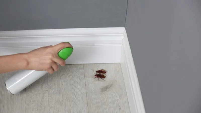 Cách diệt gián trong phòng ngủ