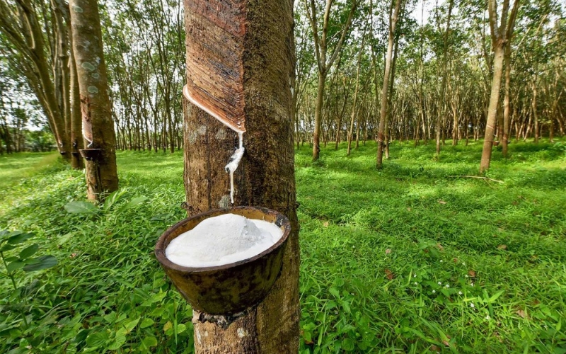 khử mùi nệm cao su mới mua về