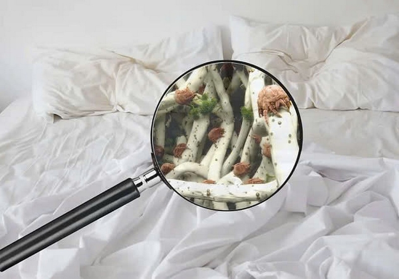 bao lâu nên thay ruột gối