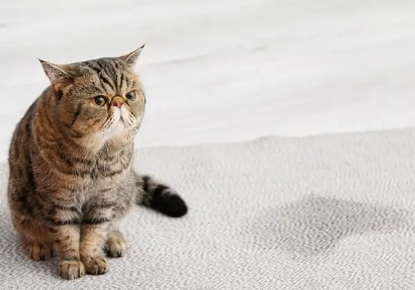 cách khử mùi khai nước tiểu mèo