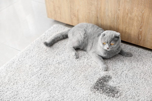Cách khử mùi khai nước tiểu mèo