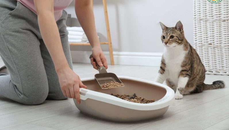 cách khử mùi khai nước tiểu mèo