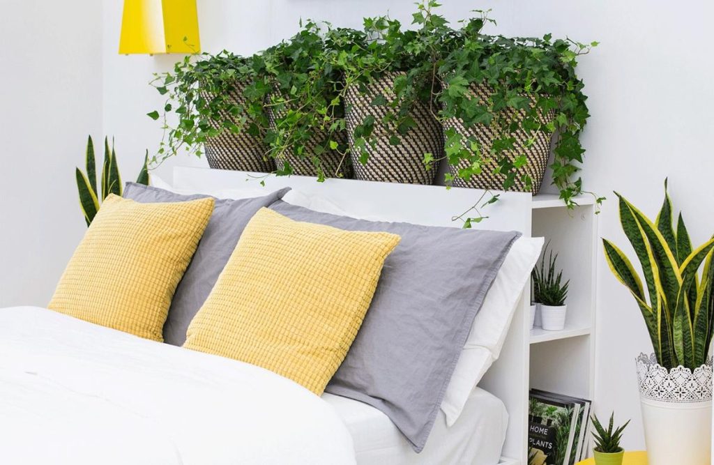 Cây xanh để phòng ngủ: Nên chọn cây nào, đặt ở đâu để tốt cho giấc ngủ? 19 cây cảnh để phòng ngủ