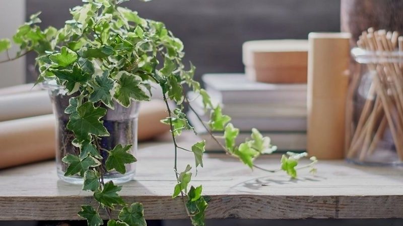 Cây xanh để phòng ngủ: Nên chọn cây nào, đặt ở đâu để tốt cho giấc ngủ? 28 cay canh de phong ngu 10
