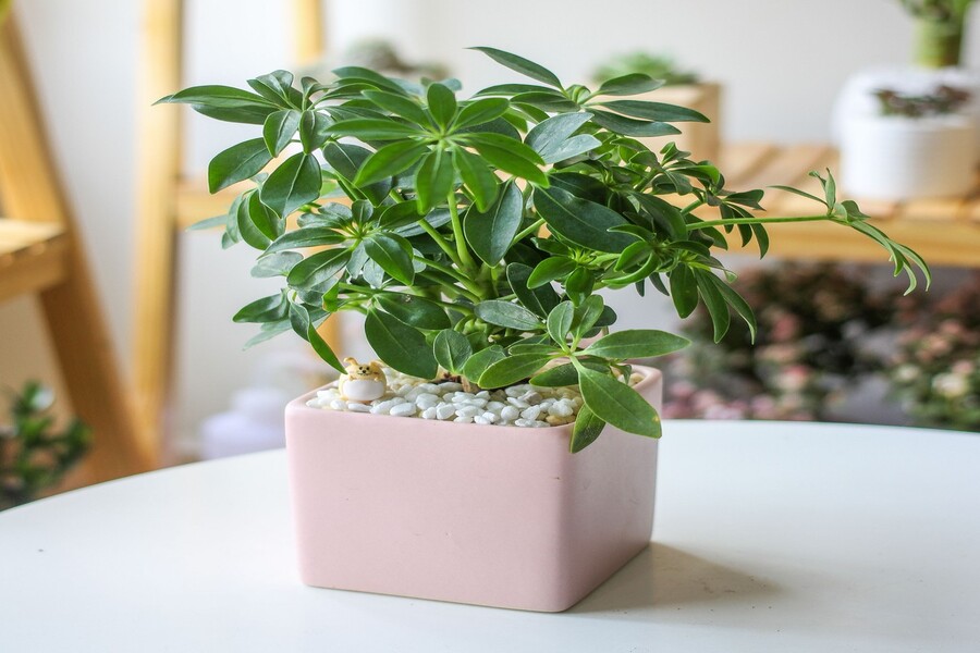 Cây xanh để phòng ngủ: Nên chọn cây nào, đặt ở đâu để tốt cho giấc ngủ? 29 cây cảnh để phòng ngủ