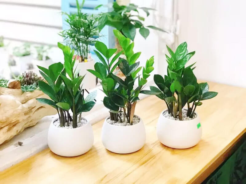 Cây xanh để phòng ngủ: Nên chọn cây nào, đặt ở đâu để tốt cho giấc ngủ? 30 cây cảnh để phòng ngủ