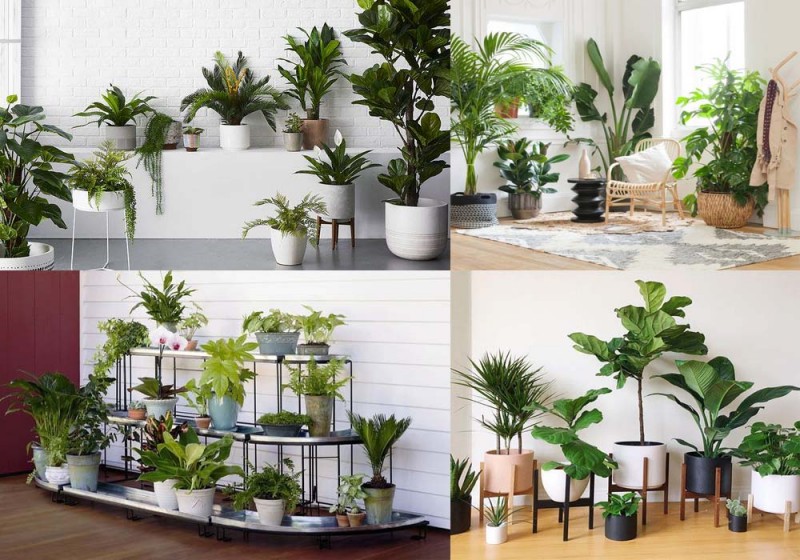 Cây xanh để phòng ngủ: Nên chọn cây nào, đặt ở đâu để tốt cho giấc ngủ? 35 cây cảnh để phòng ngủ
