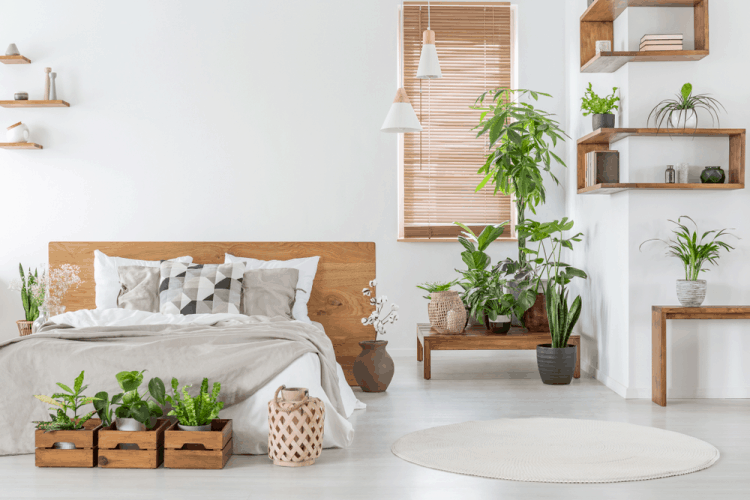 Cây xanh để phòng ngủ: Nên chọn cây nào, đặt ở đâu để tốt cho giấc ngủ? 20 cây cảnh để phòng ngủ