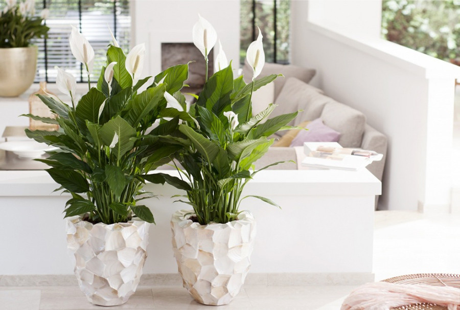 Cây xanh để phòng ngủ: Nên chọn cây nào, đặt ở đâu để tốt cho giấc ngủ? 22 cây cảnh để phòng ngủ