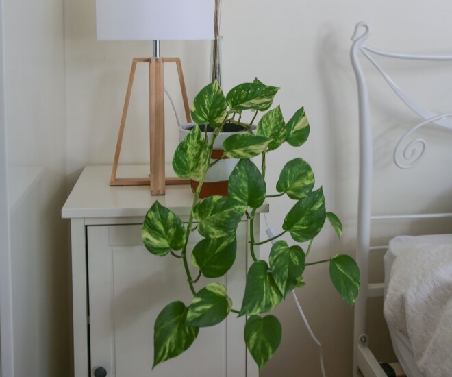 Cây xanh để phòng ngủ: Nên chọn cây nào, đặt ở đâu để tốt cho giấc ngủ? 24 cây cảnh để phòng ngủ