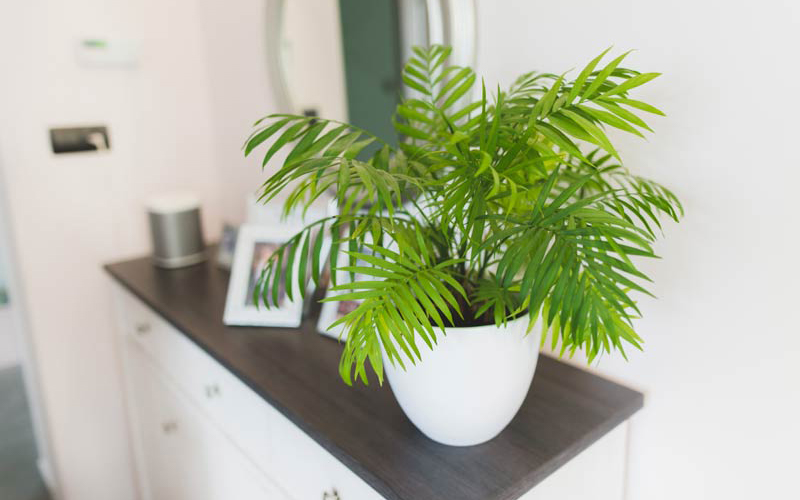 Cây xanh để phòng ngủ: Nên chọn cây nào, đặt ở đâu để tốt cho giấc ngủ? 25 cây cảnh để phòng ngủ