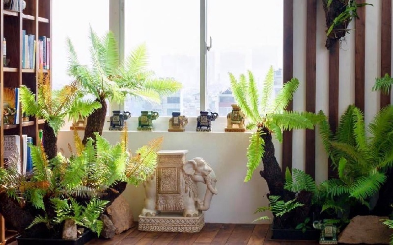 Cây xanh để phòng ngủ: Nên chọn cây nào, đặt ở đâu để tốt cho giấc ngủ? 26 cây cảnh để phòng ngủ