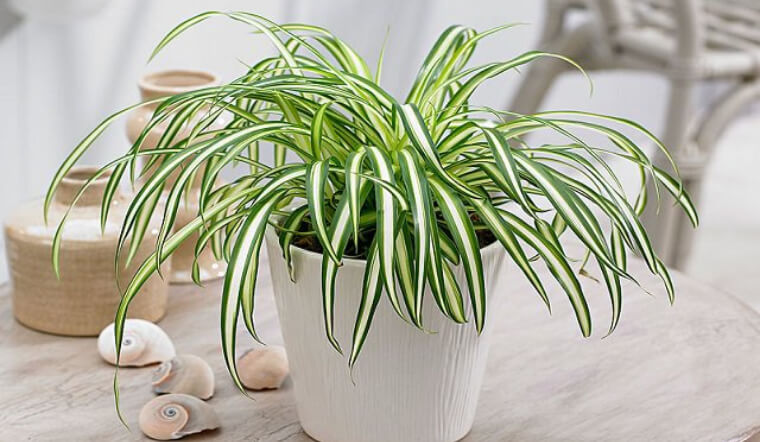 Cây xanh để phòng ngủ: Nên chọn cây nào, đặt ở đâu để tốt cho giấc ngủ? 27 cây cảnh để phòng ngủ