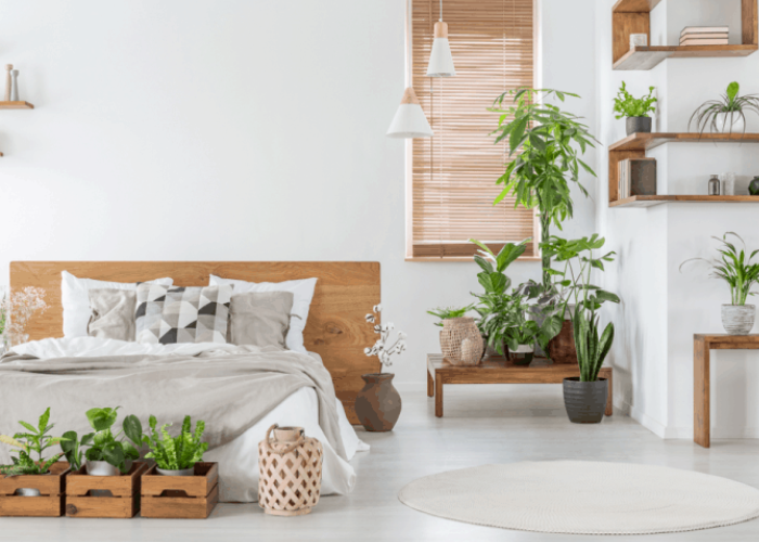 trồng cây trong phòng ngủ có tốt không