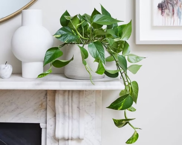 trồng cây trong phòng ngủ có tốt không