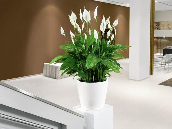 trồng cây trong phòng ngủ có tốt không